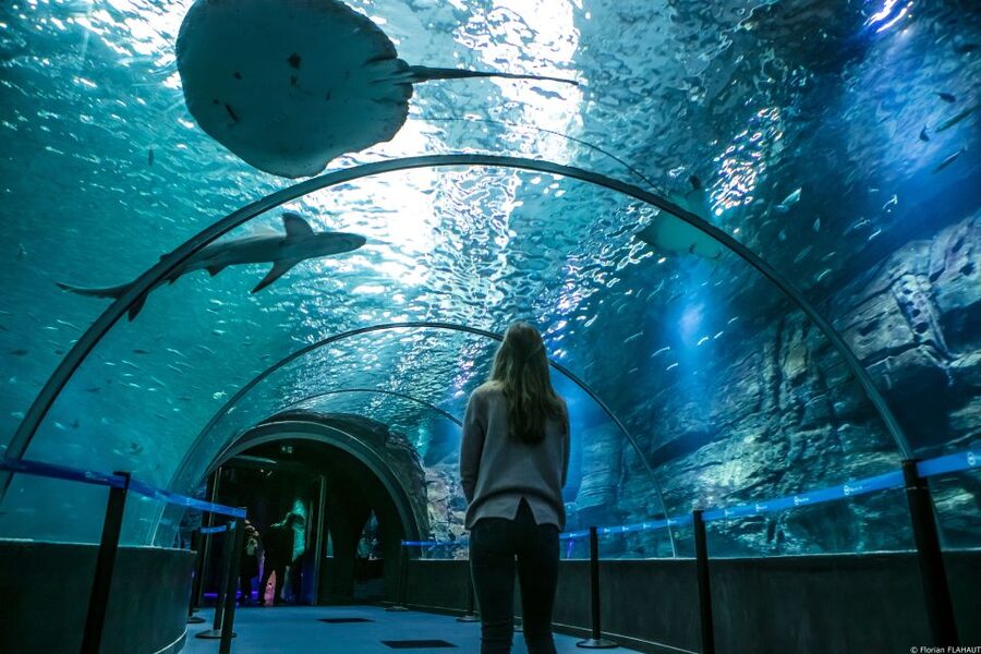 Nausicaá National Sea Center: Full-Day Entry Ticket - The app is included, and the audioguide costs extra