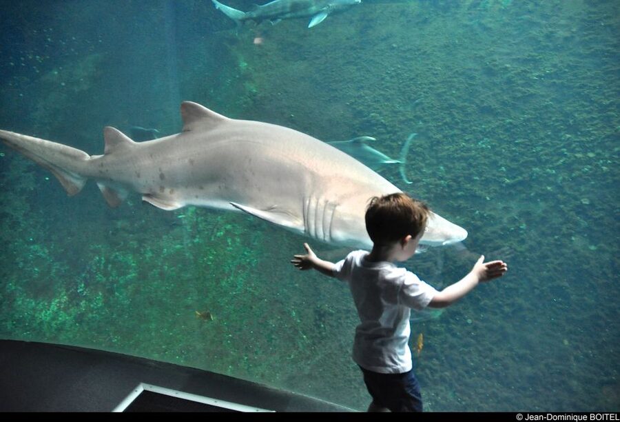 Nausicaá National Sea Center: Full-Day Entry Ticket - Is $35 good value?