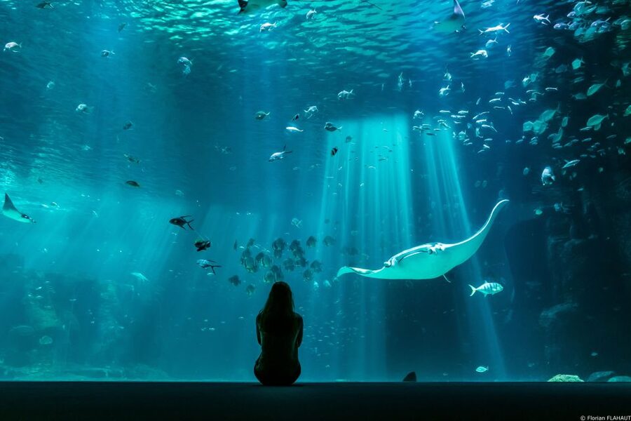 Nausicaá National Sea Center: Full-Day Entry Ticket - Practical arrival and access details