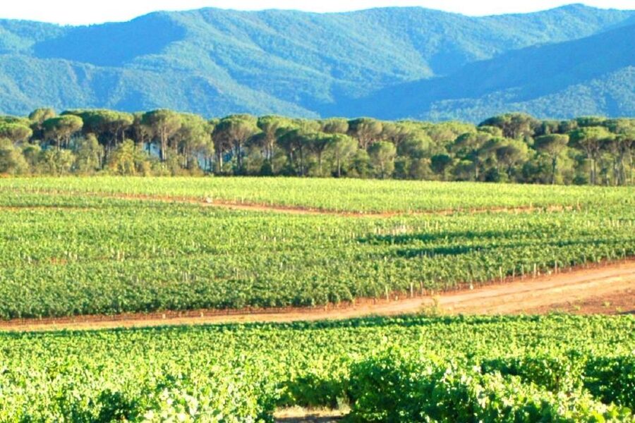Nice: Full-Day Côtes de Provence Wine Tour - The third winery: finish with comparison