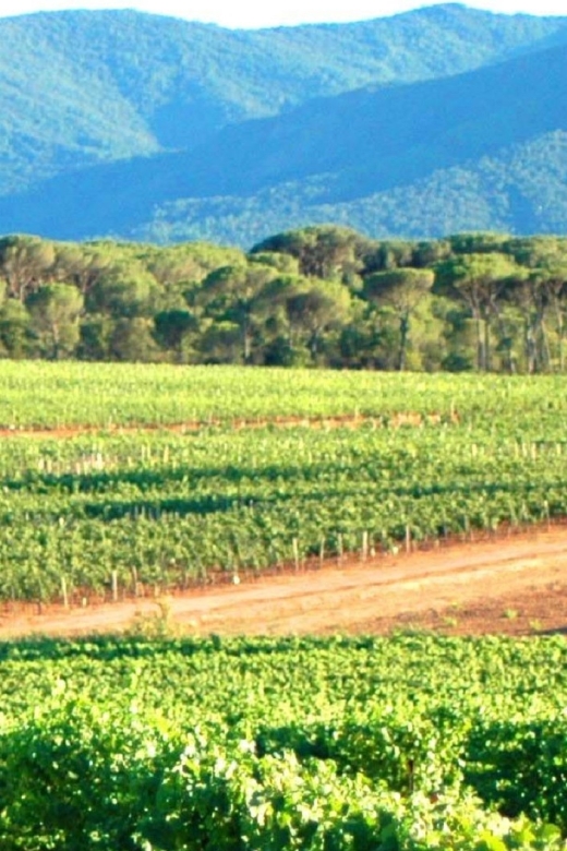 Nice: Full-Day Côtes de Provence Wine Tour - Who gets the best value from this tour