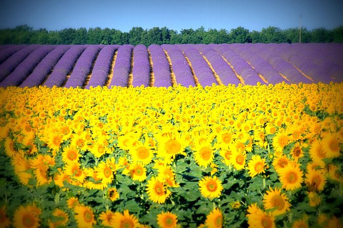Nice: Gorges of Verdon and Fields of Lavender Tour - Verdon Gorge: spectacular views with limited time