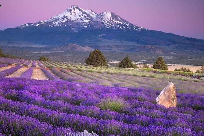Nice: Gorges of Verdon and Fields of Lavender Tour - Timing, pickup, and the risk of a very long day