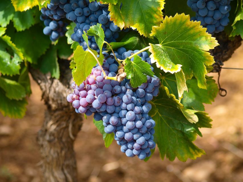 Nice: Half-Day Saint Paul de Vence and Wine Tasting Tour - Who should book this tour?