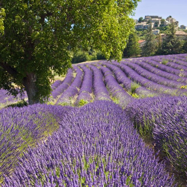 Nice: The Gorges du Verdon and Ste Croix Lake Full-Day Tour - The Gorges du Verdon: the visual high point