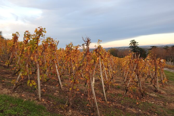 Northern Rhône Valley From Lyon Full day - Ampuis and the steep Côte-Rôtie vineyards