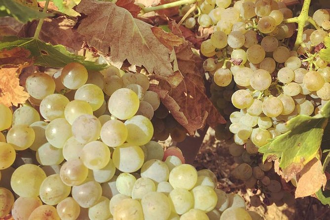 Northern Rhône Valley Wine tour from Lyon Half Day - Leaving Lyon for Ampuis