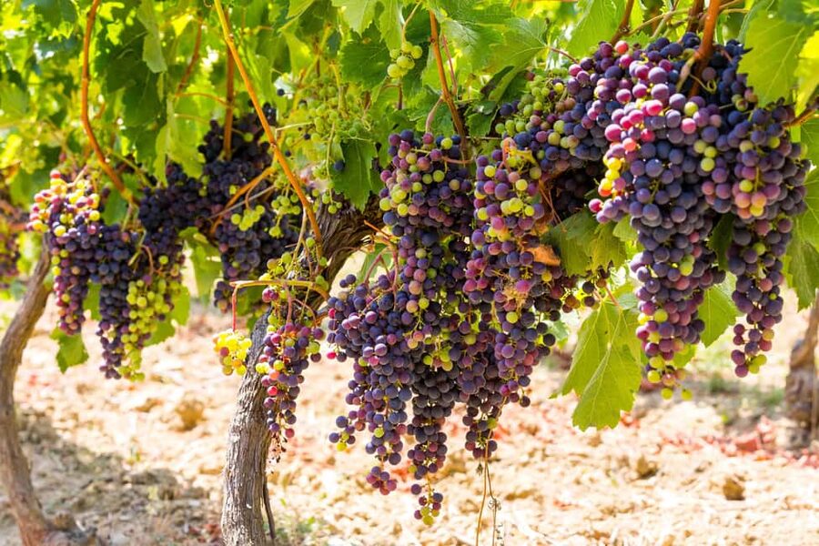 Organic Wine Tasting with Saint paul Half Day Tour from Nice - The road to Saint-Jeannet