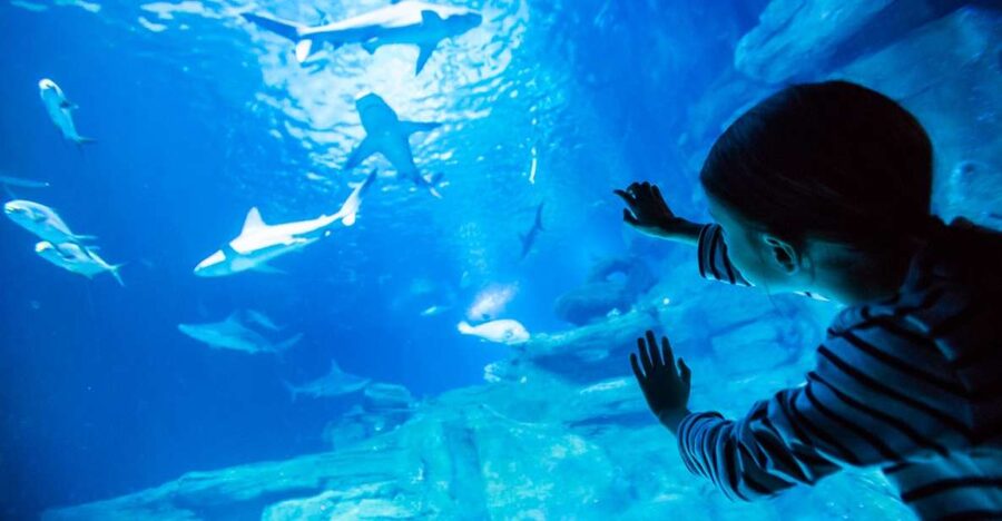 Paris: Aquarium de Paris Entrance Ticket - The jellyfish rooms are worth slowing down for