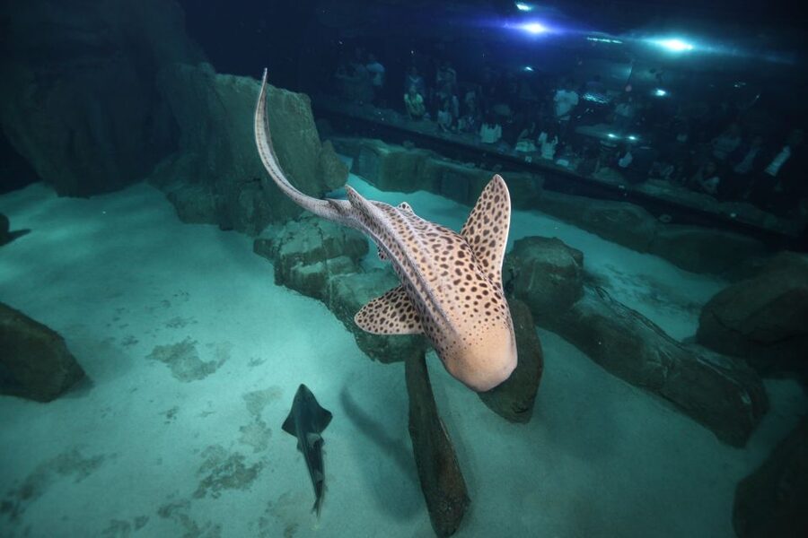 Paris: Aquarium de Paris Entrance Ticket - Workshops, cinema, cartoons, and live shows