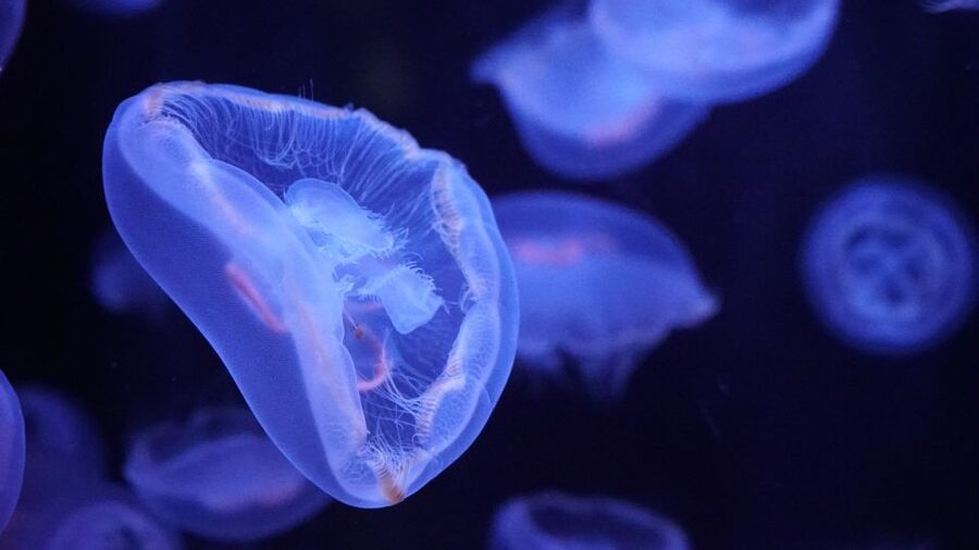 Paris: Aquarium de Paris Entrance Ticket - How long should you plan to stay?