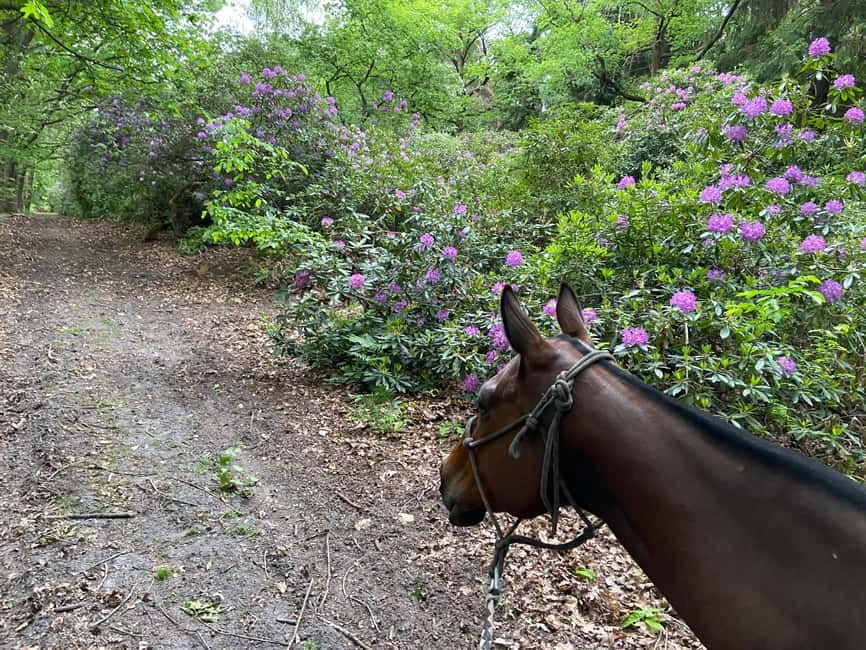 Paris: Aumont-en-Halatte Horseback Riding Tour - Key points to know before booking