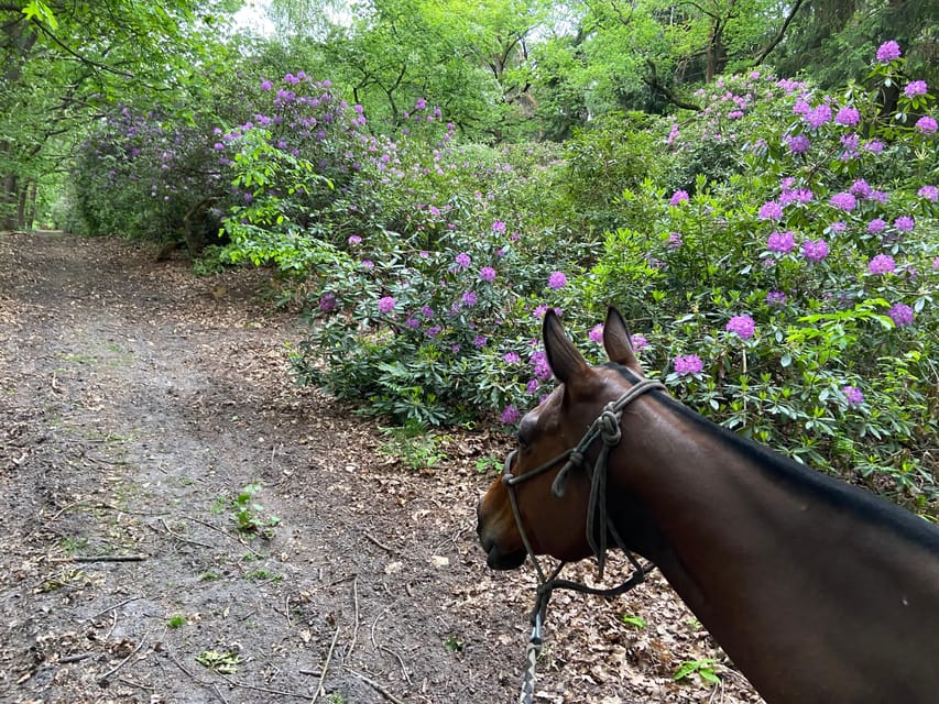 Paris: Aumont-en-Halatte Horseback Riding Tour - Why this forest ride works so well near Paris