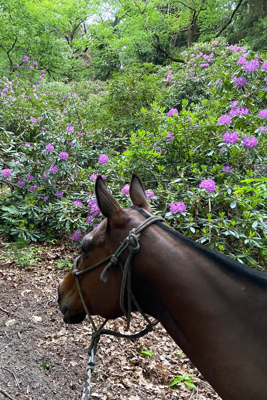 Paris: Aumont-en-Halatte Horseback Riding Tour - The Chantilly and Senlis setting