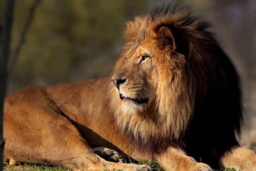 Paris: Paris Zoological Park Entrance Ticket - Why Paris Zoological Park works well in a city break