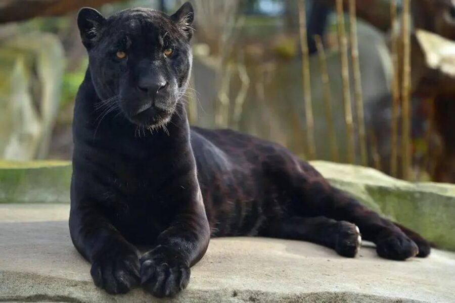 Paris: Paris Zoological Park Entrance Ticket - The Amazon zone brings the greatest variety