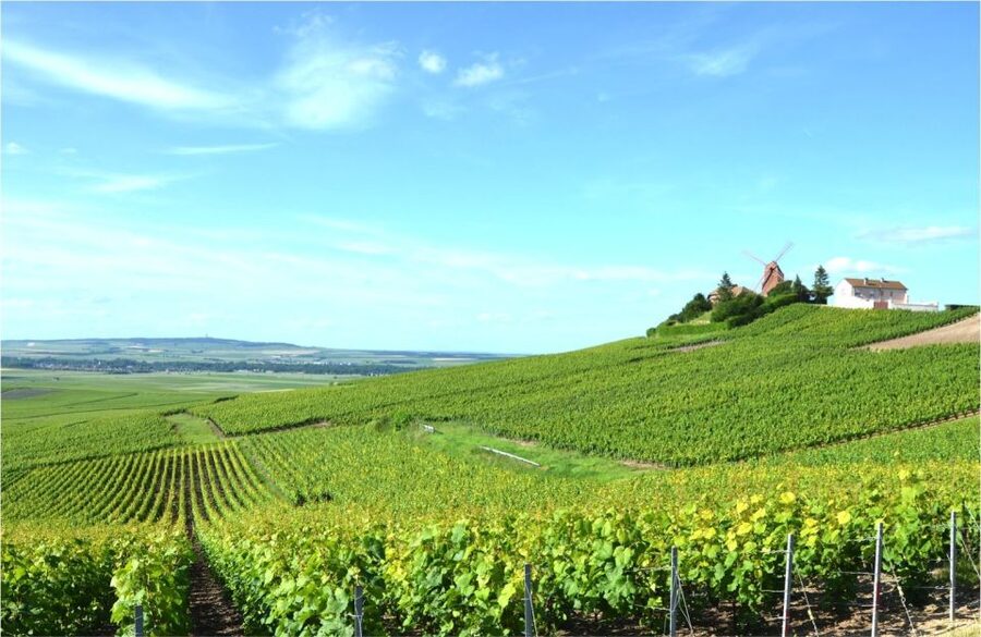 Paris: Private Day Trip to Champagne with 8 Tastings & Lunch - Driving through the Côte des Blancs and Vallée de la Marne