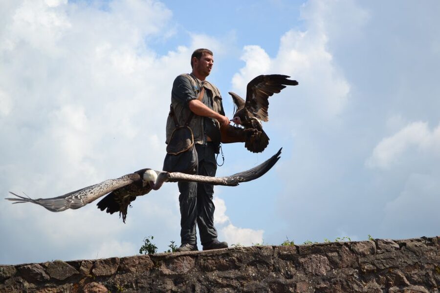 Pass Alsace : The Best of Alsace in your Pocket - Wildlife parks and family days around Sélestat