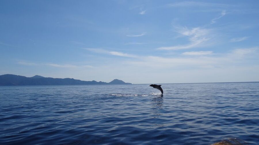 Porto: Half-Day Cruise Scandola Reserve & Calanche de Piana - Key points before you book