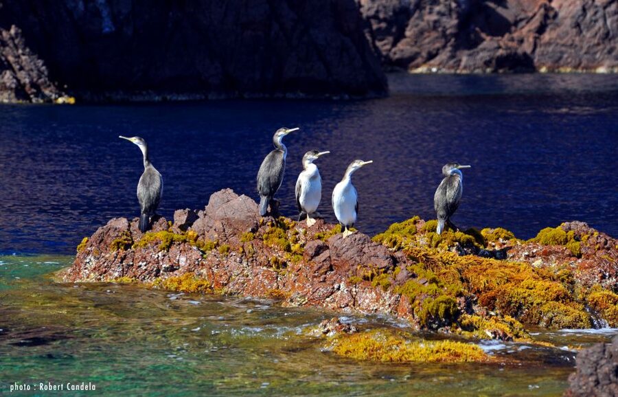 Porto: Half-Day Cruise Scandola Reserve & Calanche de Piana - Leaving Port de Porto-Ota