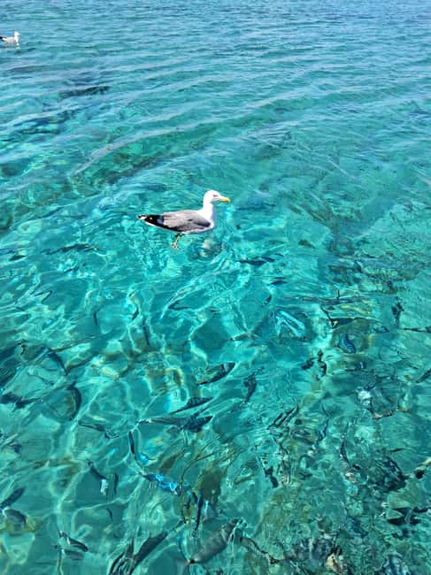 Porto-Vecchio : Discover Nature Through the Lavezzi Islands - Who will enjoy the Avventura most