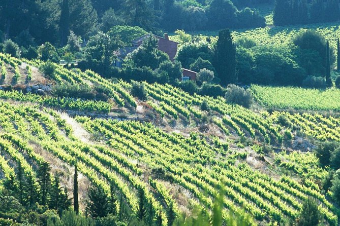 Private Full Day Wine Tour in Provence - The $480.56 price: who gets good value