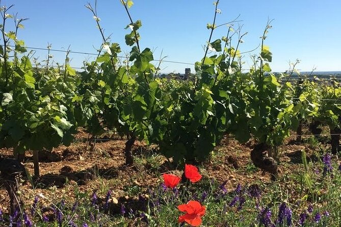 Private Wine Tasting Tour - Burgundy Uncorked!! - Key points to know before you book