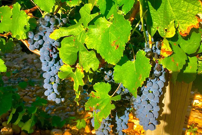 Provence Cru Wine Small-Group Half-Day Tour from Avignon - Is $108.89 good value?