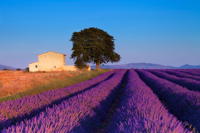 Provence Lavender Fields Tour from Aix-en-Provence - What the guides add to the day