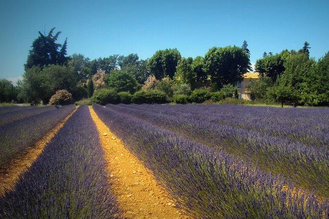 Provence Lavender Fields Tour from Aix-en-Provence - The farm visit, tastings, and shopping