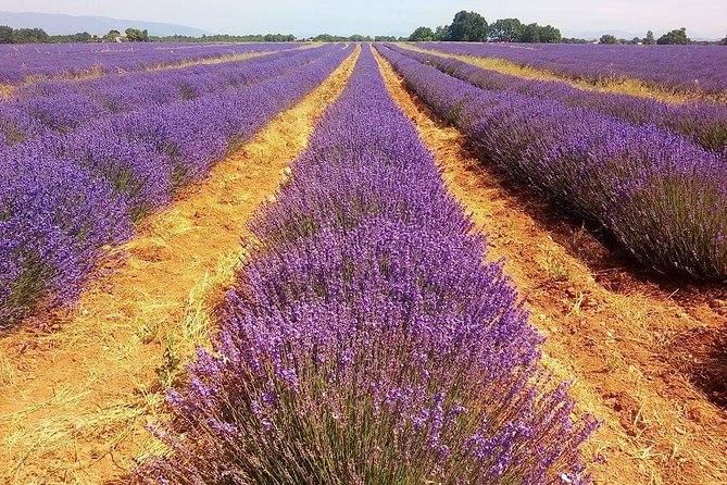 Provence Lavender Full Day Tour from Avignon - What the Guides Add to the Day
