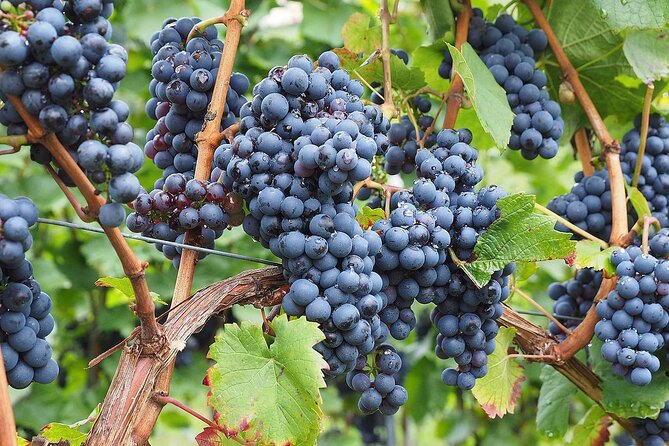 Provence Organic Wine Tasting Half Day Tour from Nice - Timing matters more than the five-hour label