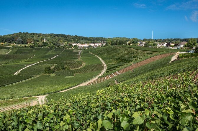 Reims afternoon tour Champagne and family growers - What six tastings mean for the price