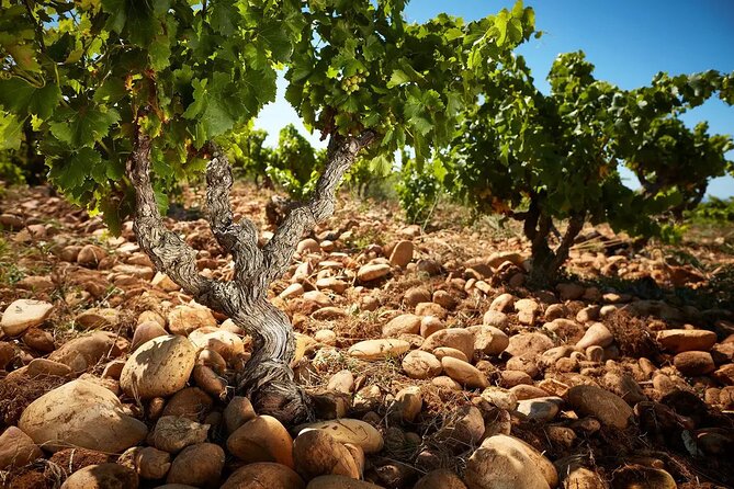 Roman Heritage & Wine Legacy - Key points to know before you book