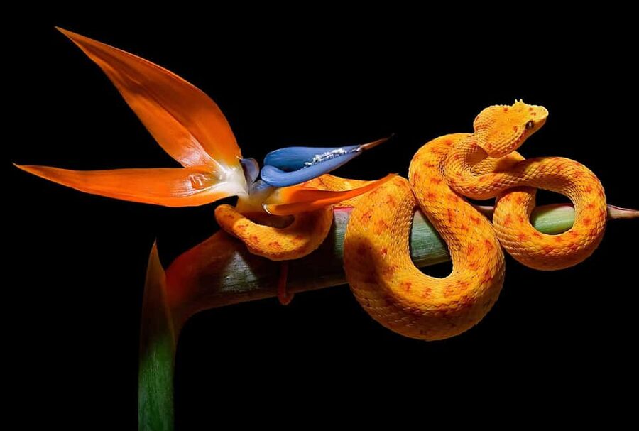 Royan: Planet Exotica Entry Ticket - Lions, monkeys, and tropical birds