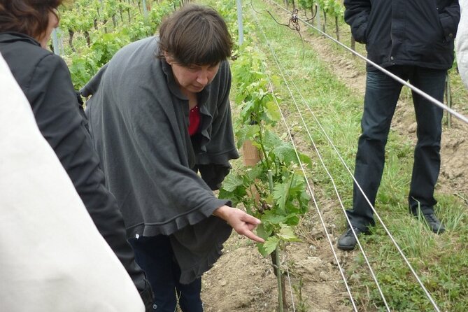 Saint-Émilion: 2 hours - Visit of the vineyard, the cellar and tasting - Four wines, including two Grand Cru pours