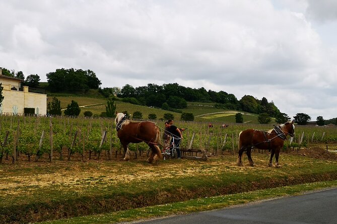 Saint Emilion Half-Day Trip with Wine Tasting & Winery Visit from Bordeaux - What happens at the grand cru château