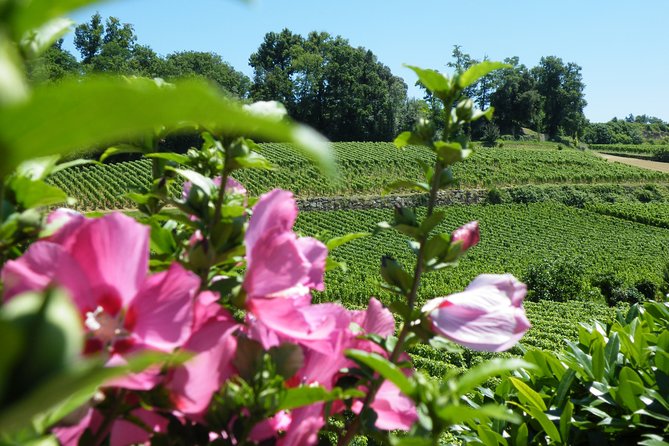 Saint Emilion Wine Tour Tasting Half Day from Bordeaux - Who should book this Saint-Émilion tour?
