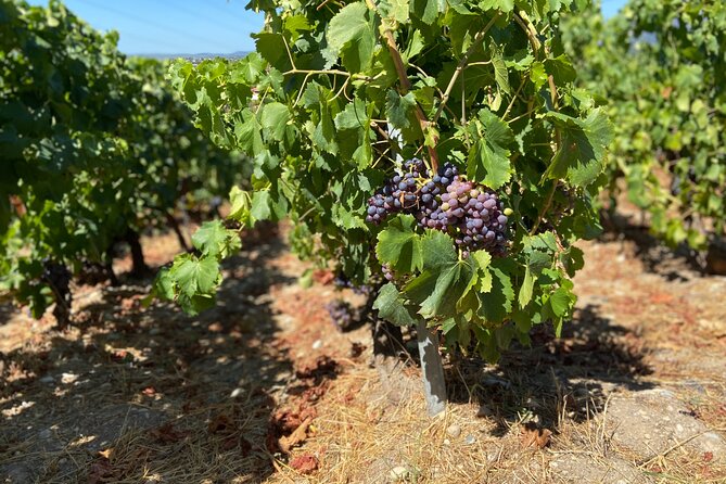 Small Group Guided E-bike Tour in Nice's Organic Vineyard - A fig-tree picnic with a Mediterranean view