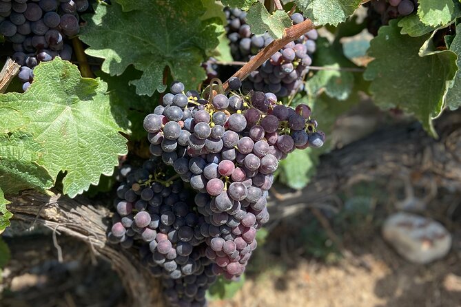 Small Group Guided E-bike Tour in Nice's Organic Vineyard - The ride is part of the sightseeing