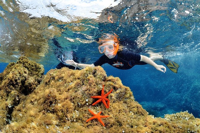 Snorkeling - By boat on site in the Bay of Cannes or Estérel - Leaving Port de la Rague at 1:30 p.m.