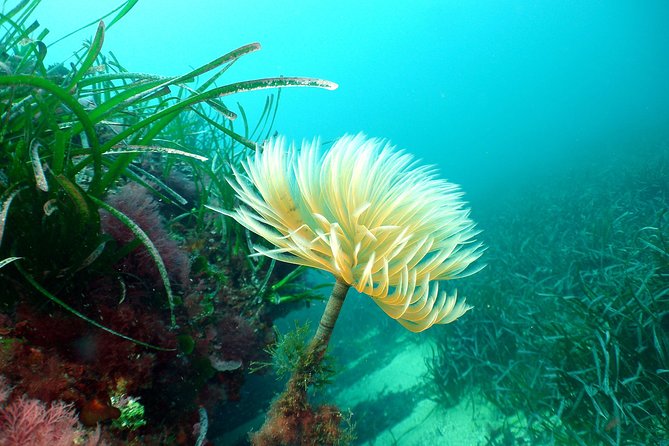 Snorkeling - By boat on site in the Bay of Cannes or Estérel - Is $52.98 a fair price?