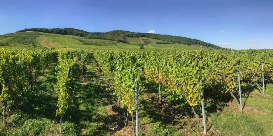 Strasbourg: Full-Day Small Group Tour to Colmar & Riquewihr - Starting from Strasbourg