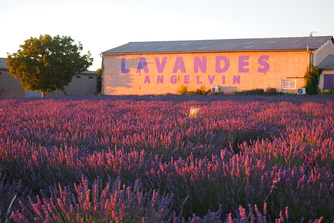 Sunset Lavender Tour in Valensole with pickup from Marseille - Why an evening departure works so well