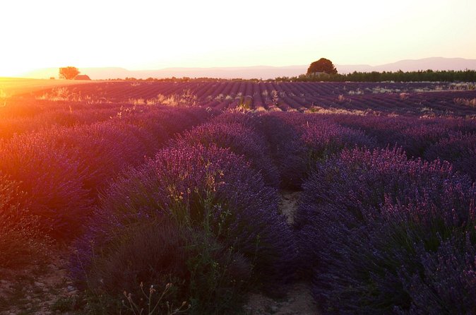 Sunset Lavender Tour in Valensole with pickup from Marseille - Valensole village for coffee, shopping, and food