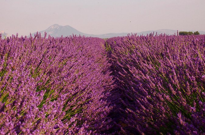 Sunset Lavender Tour in Valensole with pickup from Marseille - Booking, cancellation, and simple preparation