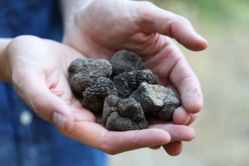 Truffle Hunting in Provence - Key points at a glance