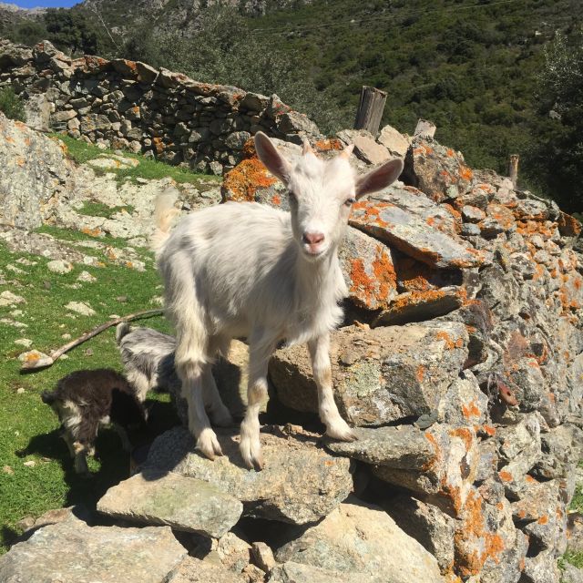 Vieux Villages L'authenticité Corse - Pigna and the culture of Balagne