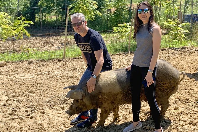 Visit to the Cinta Senese farm in Montepulciano - The host is part of the experience