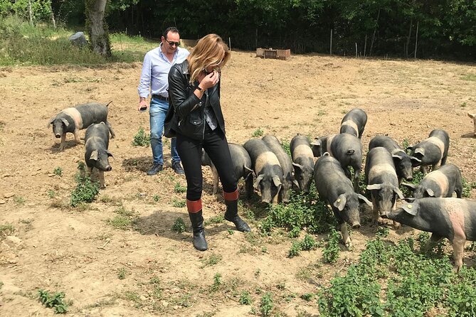 Visit to the Cinta Senese farm in Montepulciano - Practical tips for a better afternoon